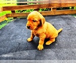 Small #1 Golden Retriever