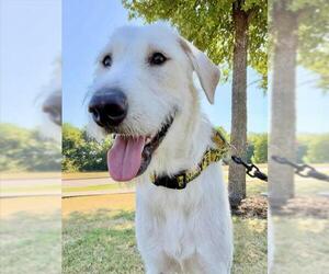 Poodle (Standard)-Unknown Mix Dogs for adoption in Grand Prairie, TX, USA