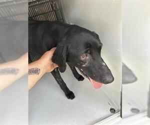 Labrador Retriever-Unknown Mix Dogs for adoption in Houston, TX, USA