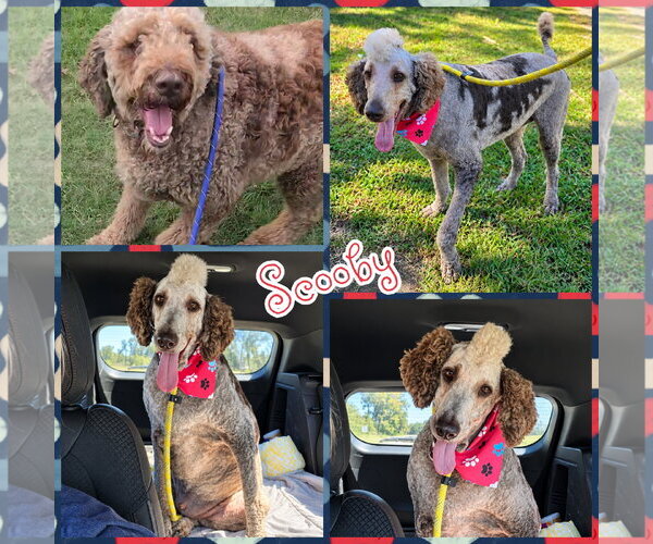 Medium Photo #1 Poodle (Standard) Puppy For Sale in Blacksburg, SC, USA