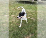 Small #1 American Pit Bull Terrier-Pointer Mix