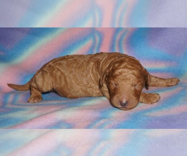 Medium Photo #1 Labradoodle Puppy For Sale in LA HABRA, CA, USA