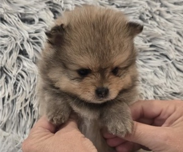 Medium Photo #13 Pomeranian Puppy For Sale in MENIFEE, CA, USA