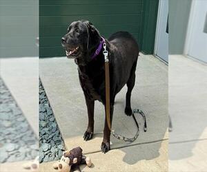 Labrador Retriever Dogs for adoption in Waterford, VA, USA