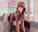 Small #4 Poodle (Standard)