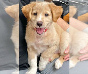 Border Collie-Collie Mix Dogs for adoption in Sanford, FL, USA