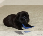 Small Photo #11 Pug Puppy For Sale in WINNSBORO, TX, USA