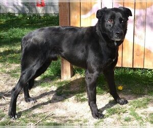 Anatolian Shepherd-Unknown Mix Dogs for adoption in West Valley, UT, USA
