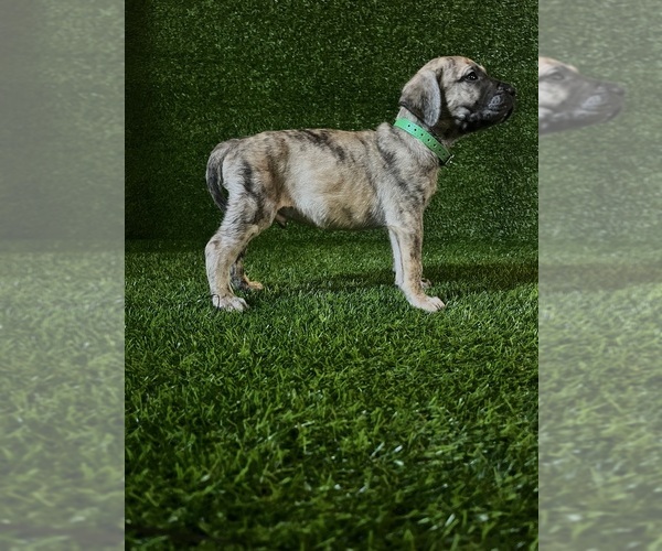 Medium Photo #1 Presa Canario Puppy For Sale in MOUNTAIN RANCH, CA, USA