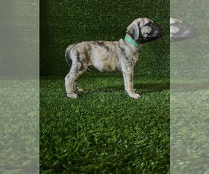 Presa Canario Puppy for sale in MOUNTAIN RANCH, CA, USA