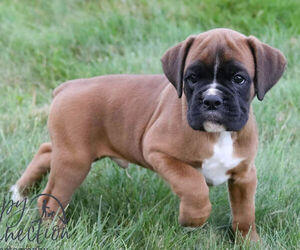 Boxer Puppy for sale in SHIPSHEWANA, IN, USA