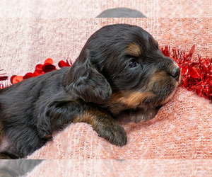 Bernedoodle (Miniature) Puppy for sale in ROY, UT, USA
