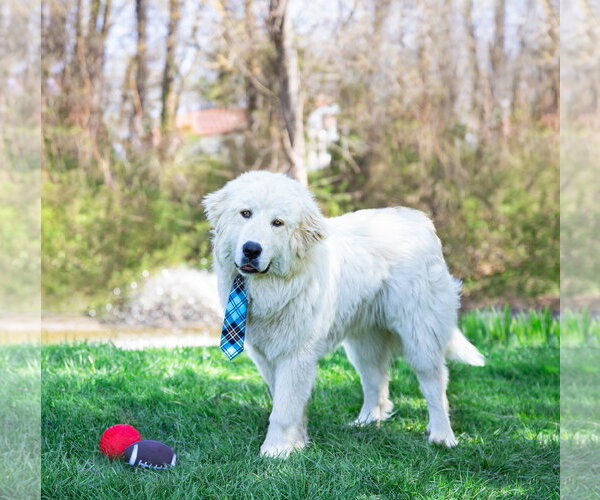 Medium Photo #4 Great Pyrenees Puppy For Sale in Unionville, PA, USA