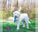 Small #3 Great Pyrenees