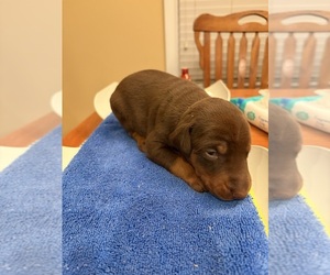 Doberman Pinscher Puppy for sale in PECK, KS, USA