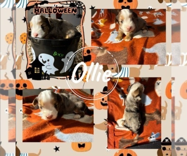 Medium Photo #1 Yorkshire Terrier Puppy For Sale in SCHERTZ, TX, USA