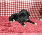Small Photo #71 Golden Mountain Dog Puppy For Sale in BLACK FOREST, CO, USA