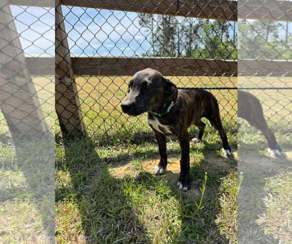 Medium Photo #9 Mutt Puppy For Sale in Tarrytown, GA, USA