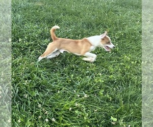 Portuguese Warren Hound Puppy for sale in BLOOMFIELD, CT, USA