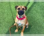 Small Boxer Mix