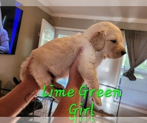 Golden Pyrenees-Golden Retriever Mix Puppy for sale in ARDMORE, AL, USA