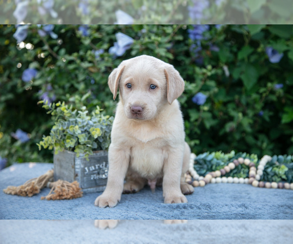 Medium Photo #1 Labrador Retriever Puppy For Sale in BLUFFTON, IN, USA