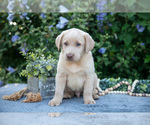 Puppy Tyler Labrador Retriever