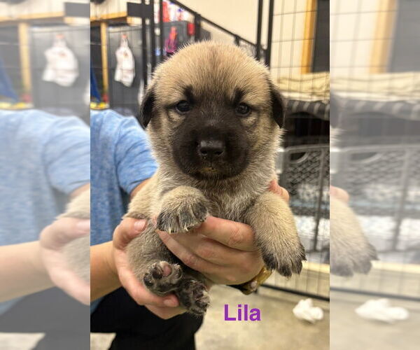 Medium Photo #3 German Shepherd Dog-Unknown Mix Puppy For Sale in Bemidji, MN, USA