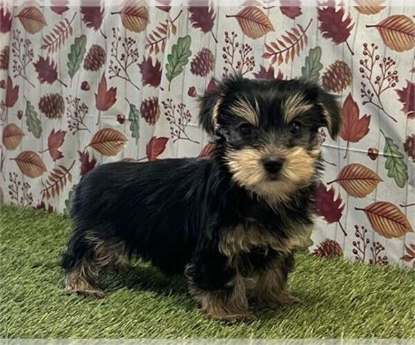 Medium Photo #2 Yorkshire Terrier Puppy For Sale in TUCSON, AZ, USA