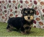 Small #1 Yorkshire Terrier