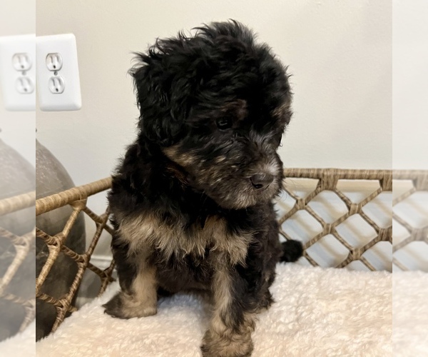 Medium Photo #3 Australian Mountain Dog Puppy For Sale in CULPEPER, VA, USA
