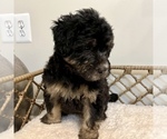 Small #2 Australian Mountain Dog