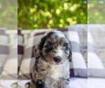 Small Photo #3 Aussiedoodle Miniature  Puppy For Sale in BOGART, GA, USA