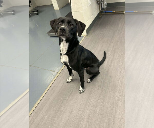 Medium Photo #2 Labrador Retriever-Retriever  Mix Puppy For Sale in Evansville, IN, USA