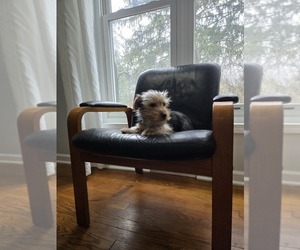 Yorkshire Terrier Puppy for sale in GRAND RAPIDS, MI, USA