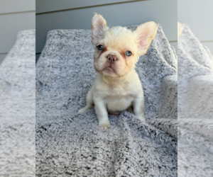 French Bulldog Puppy for sale in SACRAMENTO, CA, USA