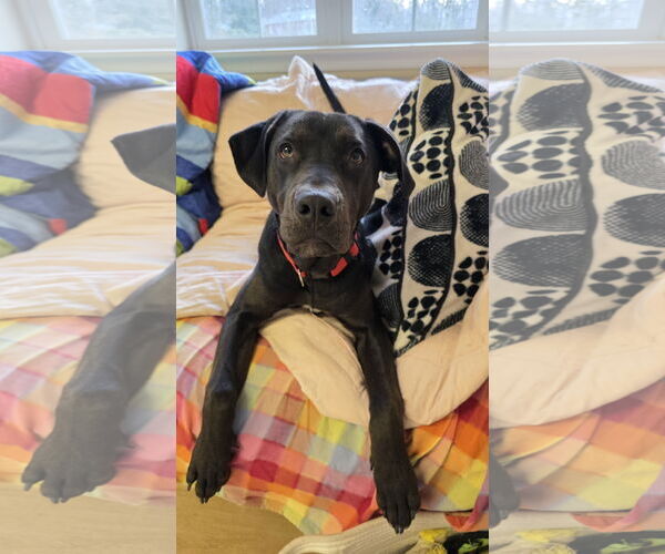 Medium Photo #1 Rottweiler-Unknown Mix Puppy For Sale in Rockaway, NJ, USA