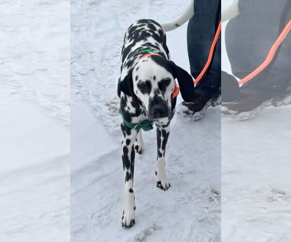 Medium Photo #3 Dalmatian Puppy For Sale in Croydon, NH, USA