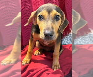 Mutt Dogs for adoption in Brewster, MA, USA