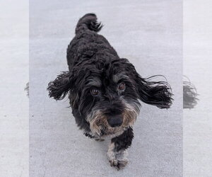 Otto in TN - Male Dachshund Dog for Adoption - Photo #6