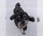 Small Photo #6 Dachshund Puppy For Sale in Shelbyville, TN, USA