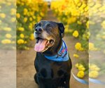 Small Labrador Retriever Mix