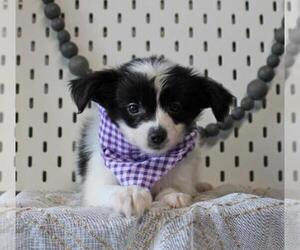 Papillon Puppy for sale in ORO VALLEY, AZ, USA