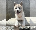 Small Photo #1 Pomsky Puppy For Sale in WEBSTER, FL, USA