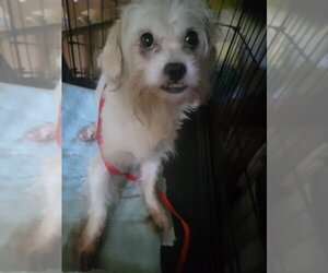 Mal-Shi Dogs for adoption in Rocky Mount, NC, USA