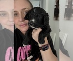 Small Photo #14 Bernedoodle Puppy For Sale in BELMONT, NC, USA