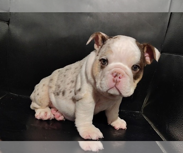 Medium Photo #3 English Bulldog Puppy For Sale in BRANDON, FL, USA