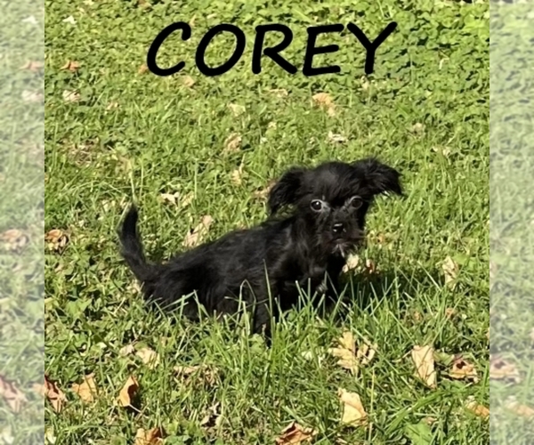 Medium Photo #3 Shorkie Tzu Puppy For Sale in HARTLAND, MN, USA
