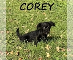 Corey - Male Shorkie Tzu Puppy for Sale - Photo #3