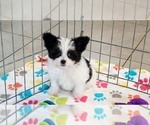 Small #1 Papitese